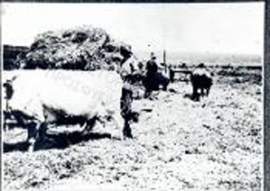 Συλλογή Γάλλου πολεμιστή.