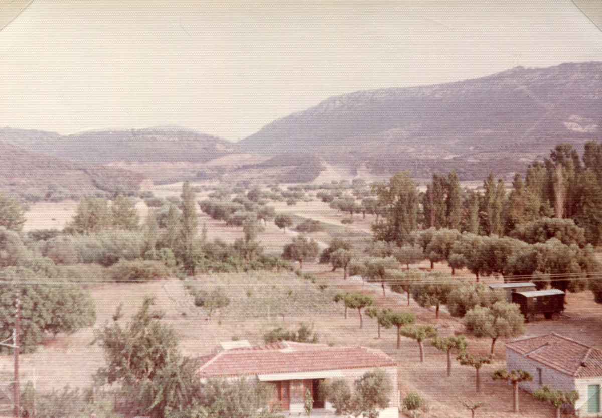 Δενδροκαλλιέργειες και φυσικό περιβάλλον, Τορώνη Σιθωνίας, 20ος αι.