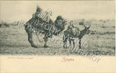 Καμηλιέρηδες.