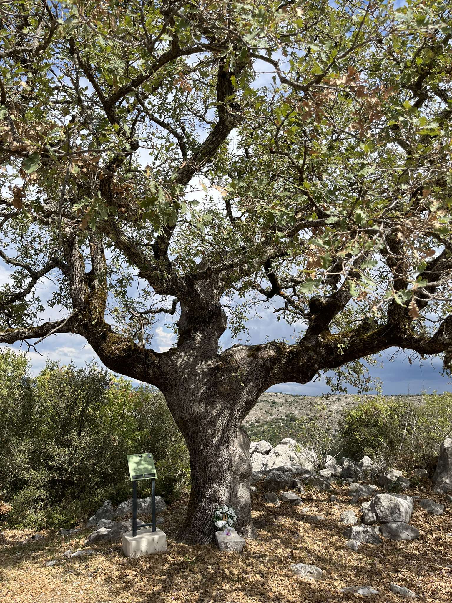Η βελανιδιά στην οποία λέγεται κατά την τοπική παράδοση πως ο Ιμπραήμ ασπάστηκε τον νεκρό Παπαφλέσσα