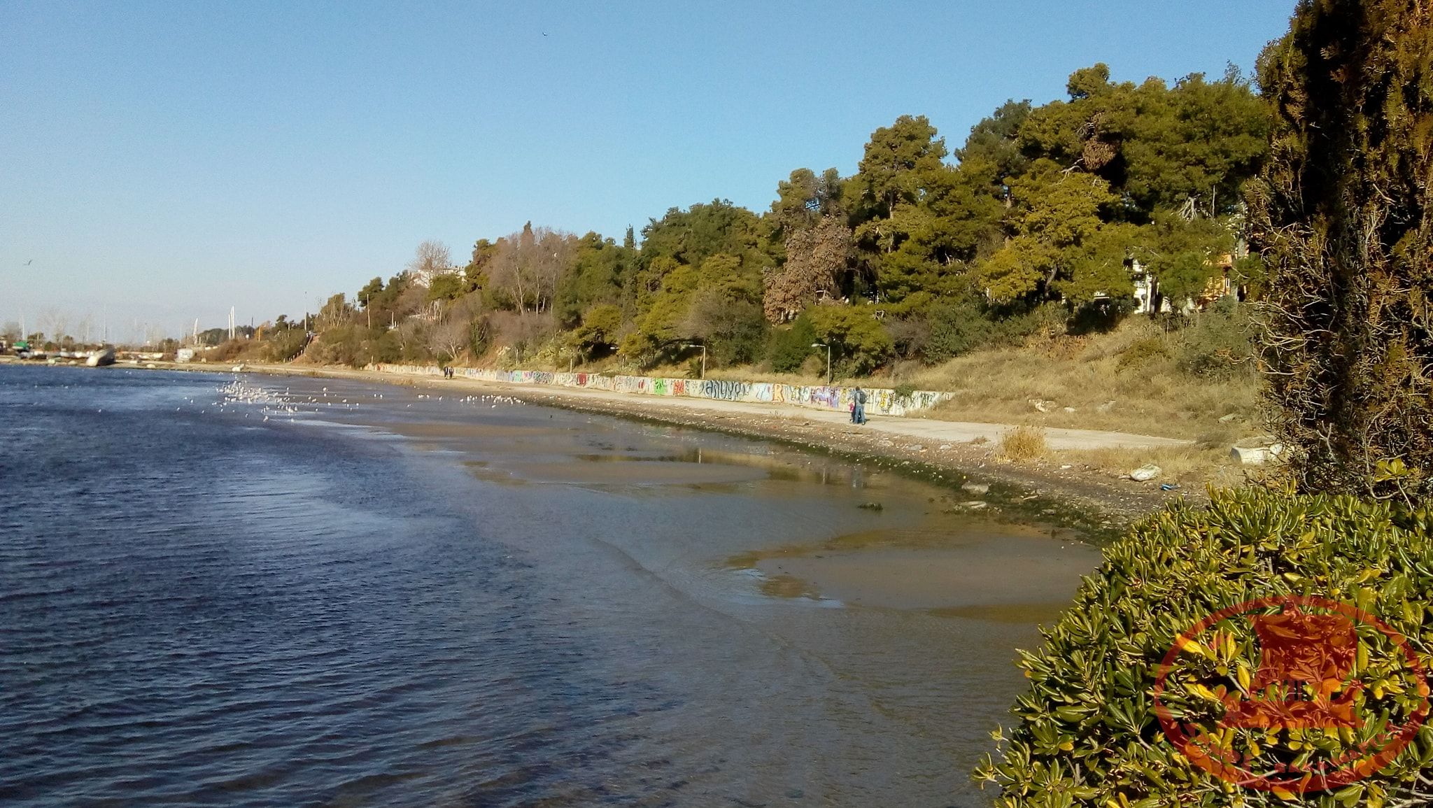 Η παραλία της Αρετσούς από την Ταβέρνα του Χαμόδρακα. Βλέπουμε τη παραλία κάτω από τα πεύκα μέχρι τη Μαρίνα.