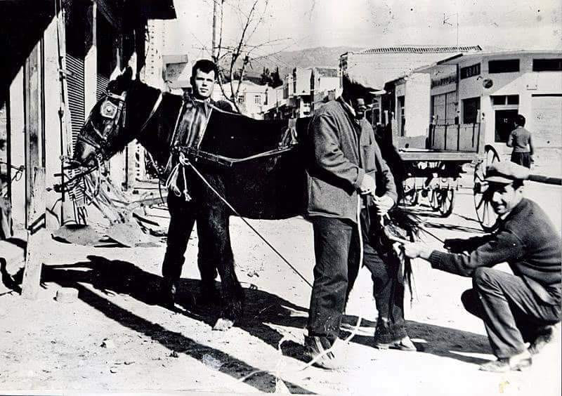 Πετάλωμα μουλαριού στα Κύργια Δράμας