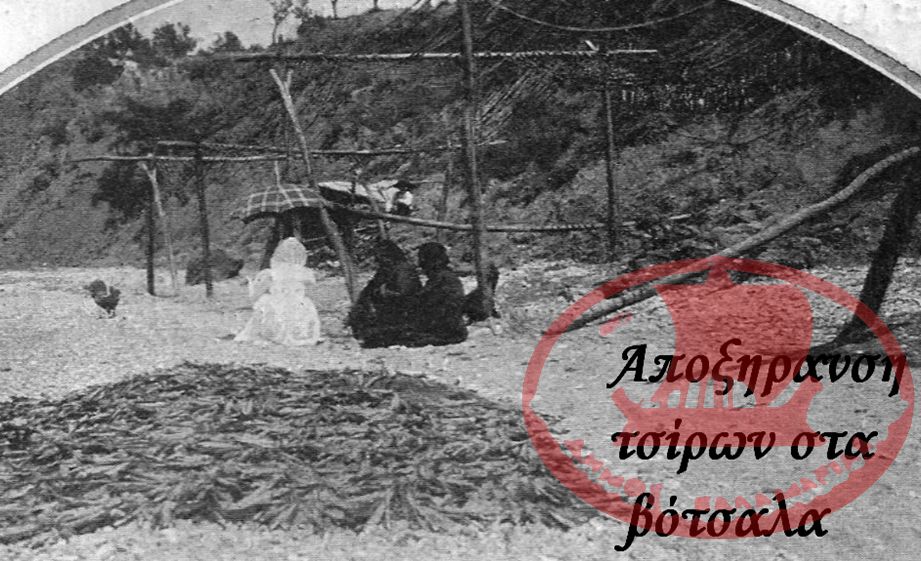 Αποξήρανση σκουμπριών στα βότσαλα
