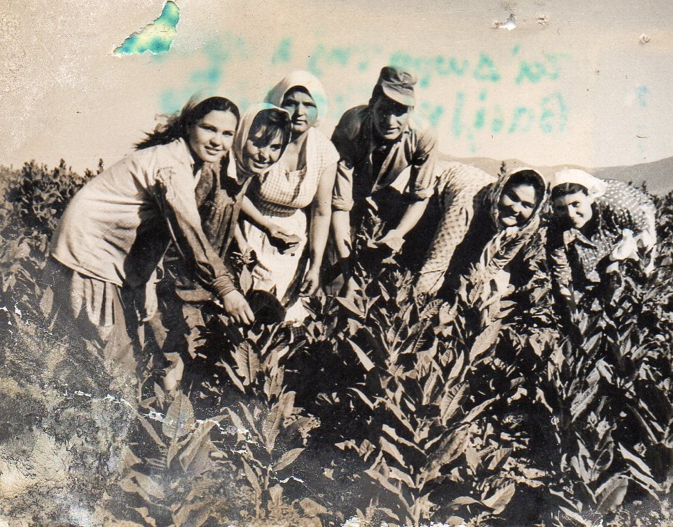 Αγρότισσες σε αγρό με καπνά