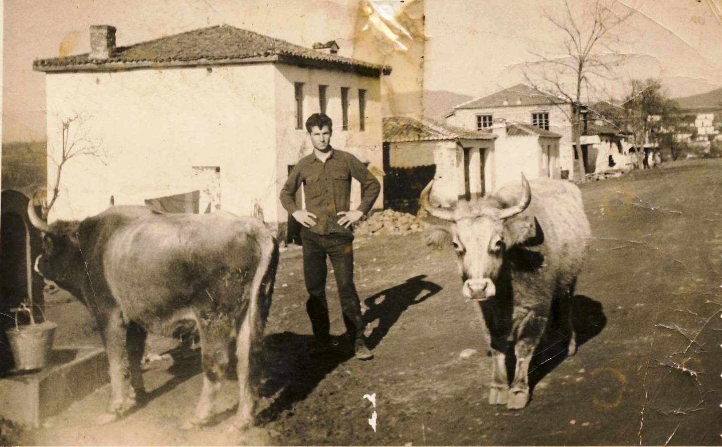 Κτηνοτρόφος με βοοειδή στον Ασκό Βόλβης