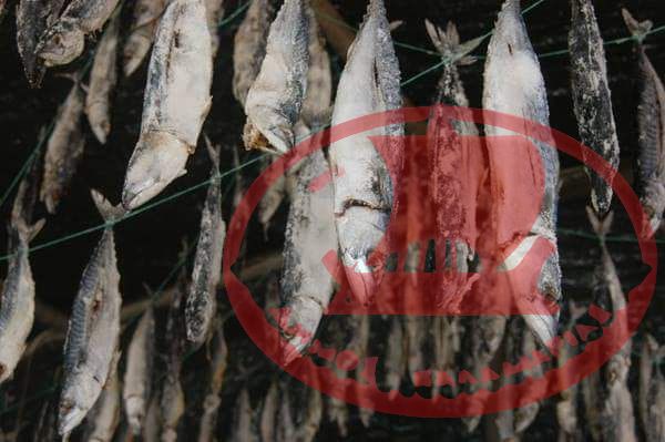 Οι Τσίροι αποξηραμένοι