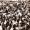 Image 33663